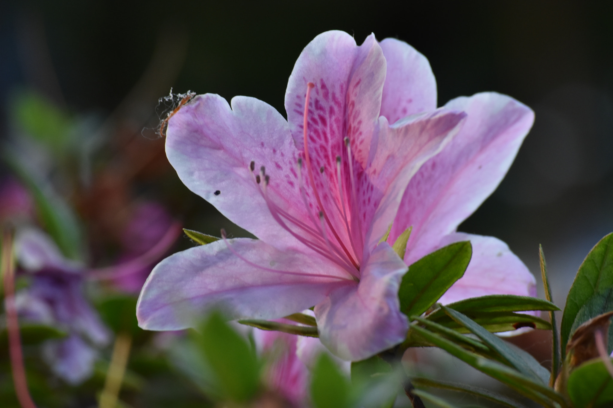 Nikon D3400 sample photo. Ravenzx's first portfolio photography