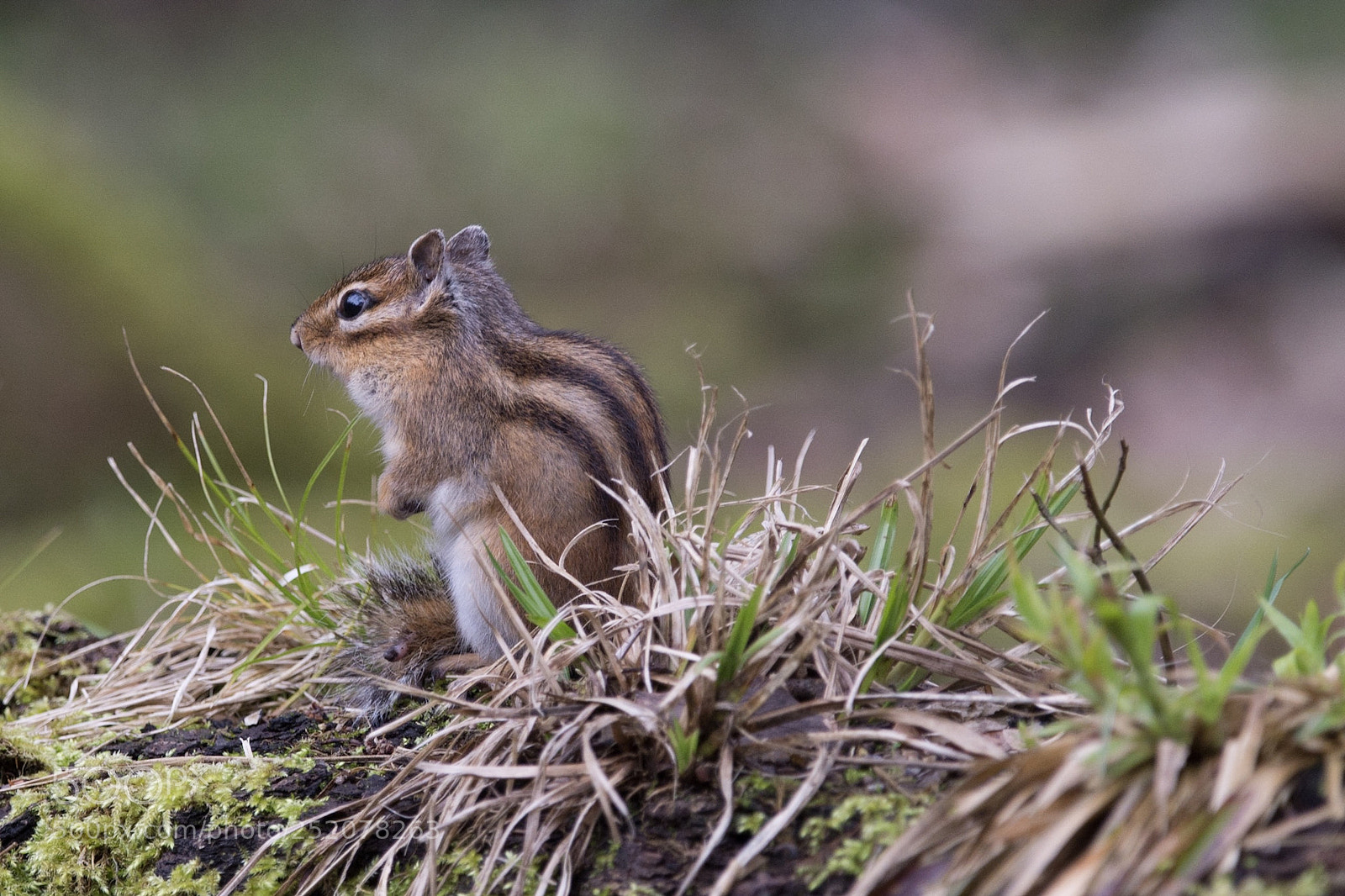Nikon D7200 sample photo. Tamias sibiricus photography