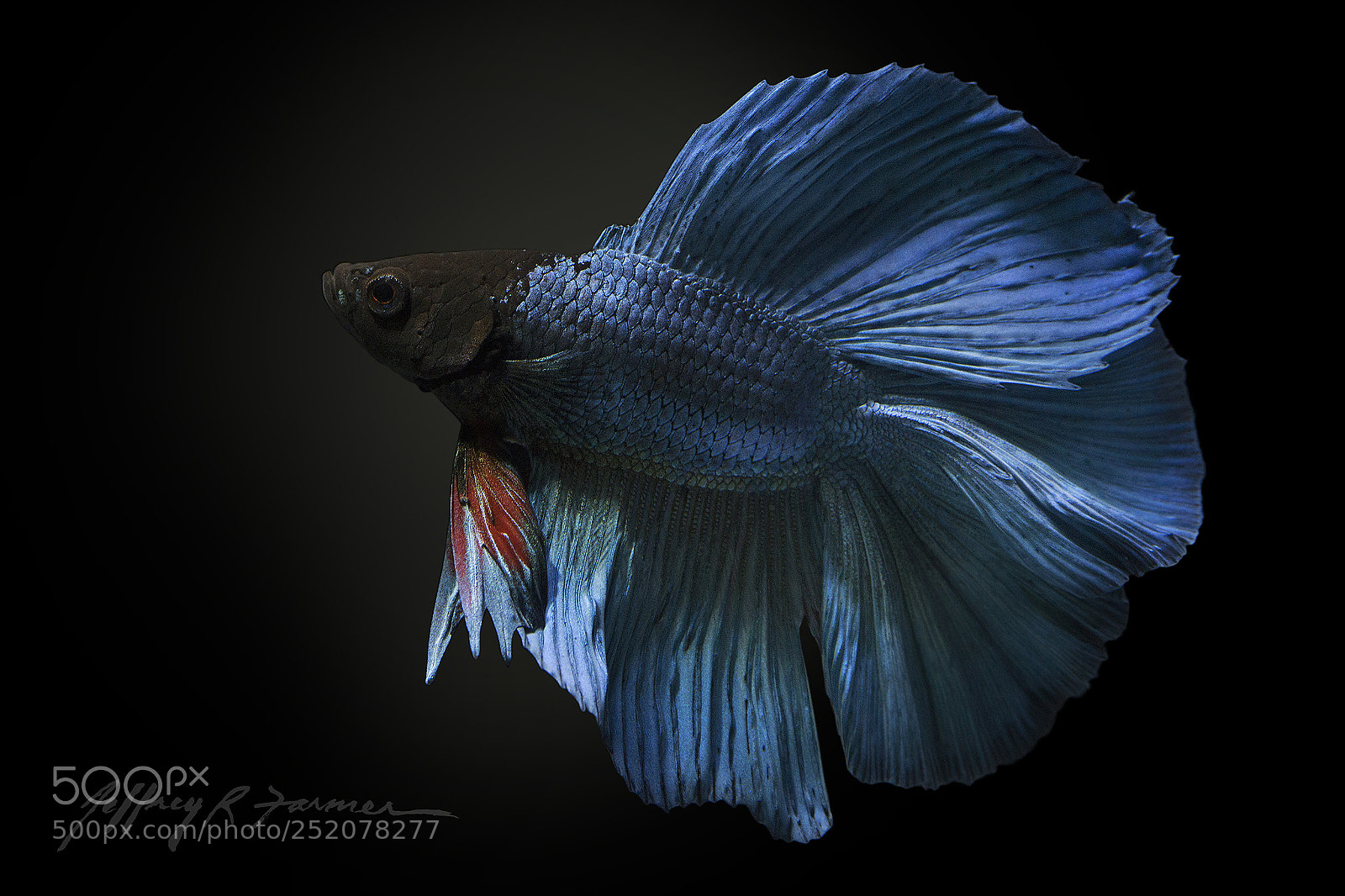 Canon EOS 70D sample photo. Betta portrait photography
