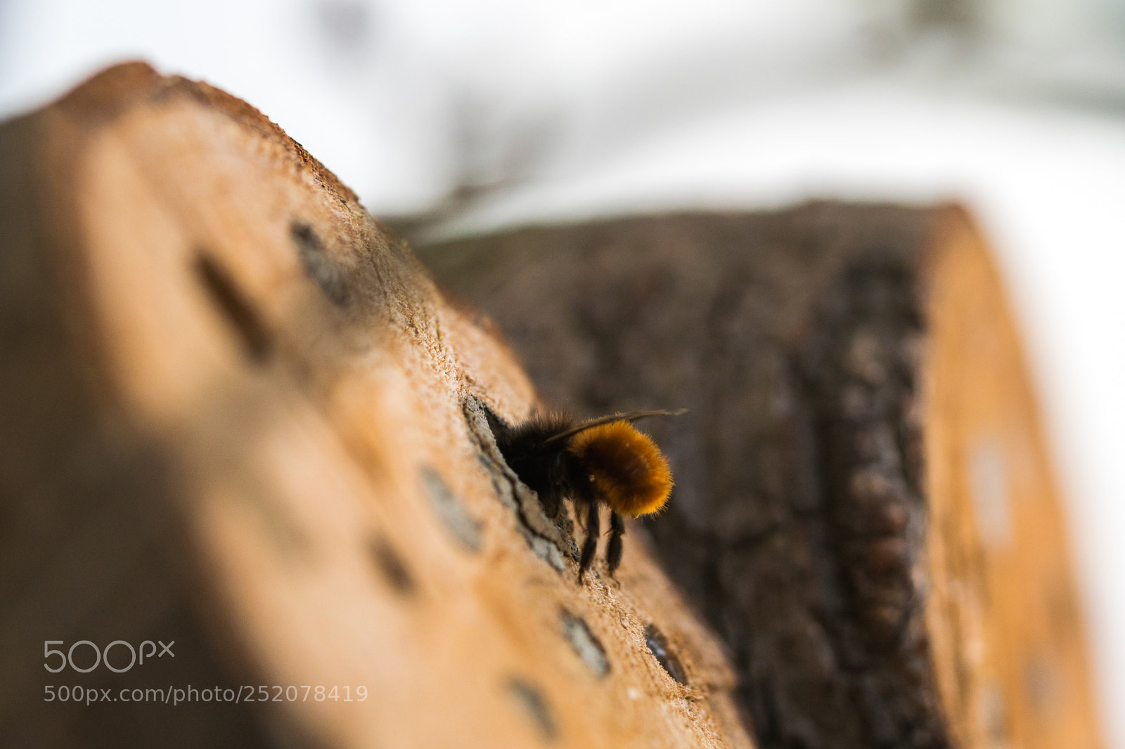 Sony ILCA-77M2 sample photo. Wild bee looking for photography