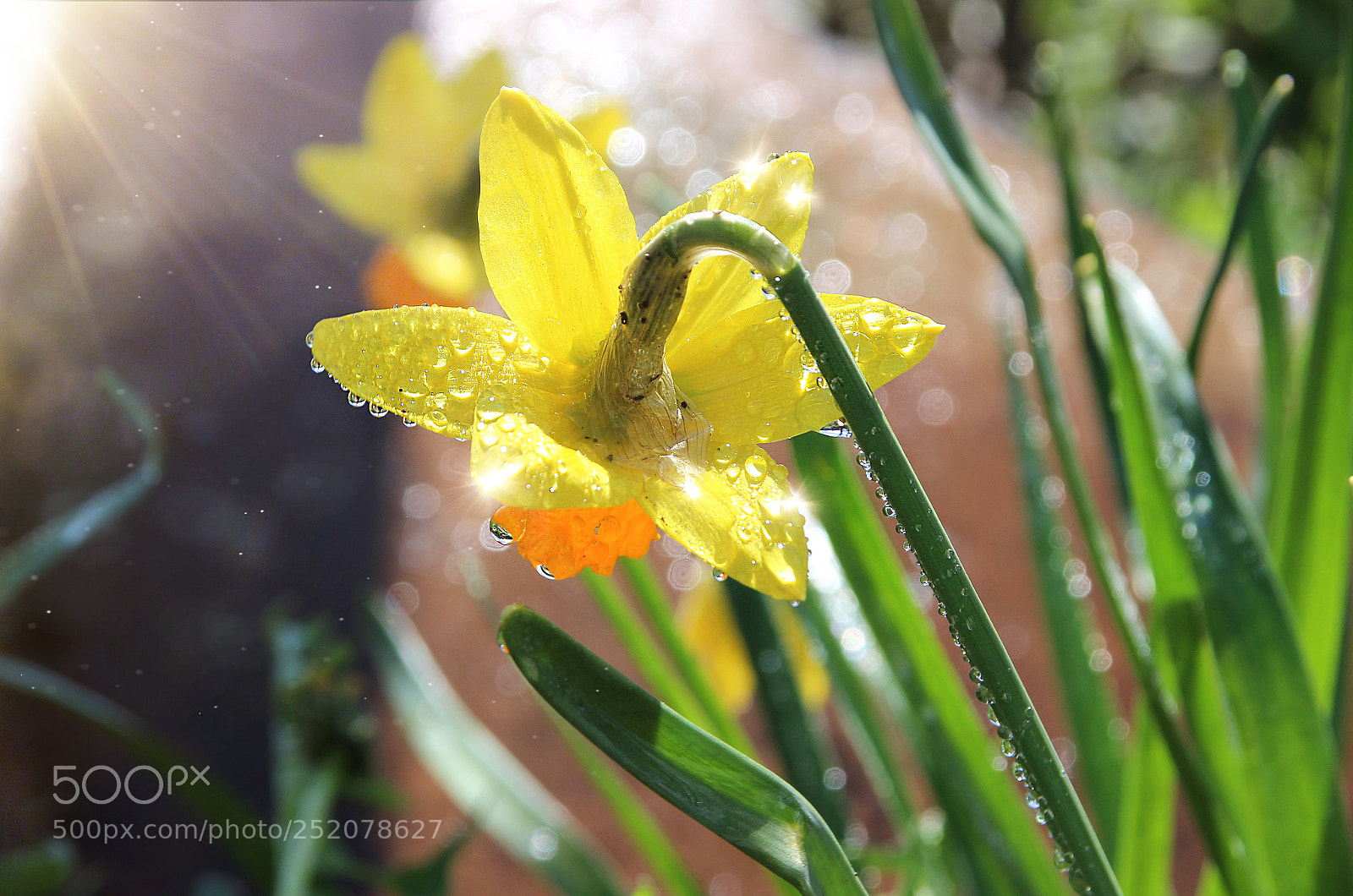 Canon EOS 600D (Rebel EOS T3i / EOS Kiss X5) sample photo. Narcissus and drops. photography