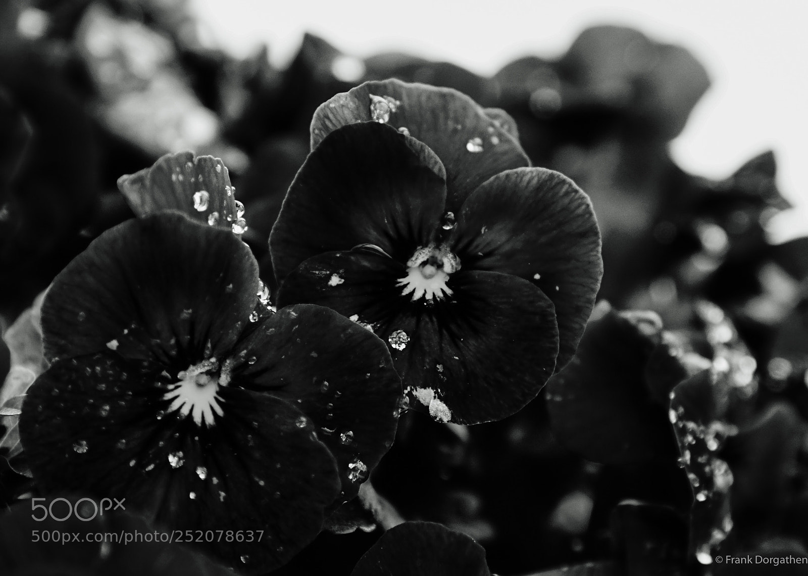 Sony a6000 sample photo. Flora noir photography