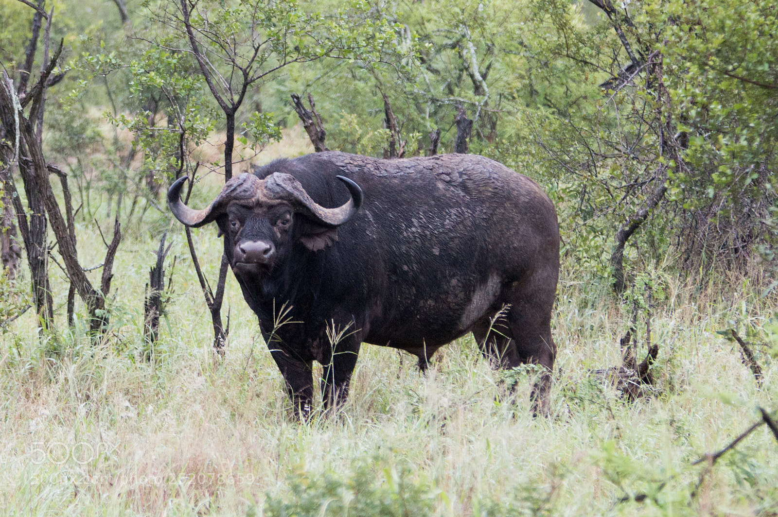 Nikon D3200 sample photo. Buffalo ? photography