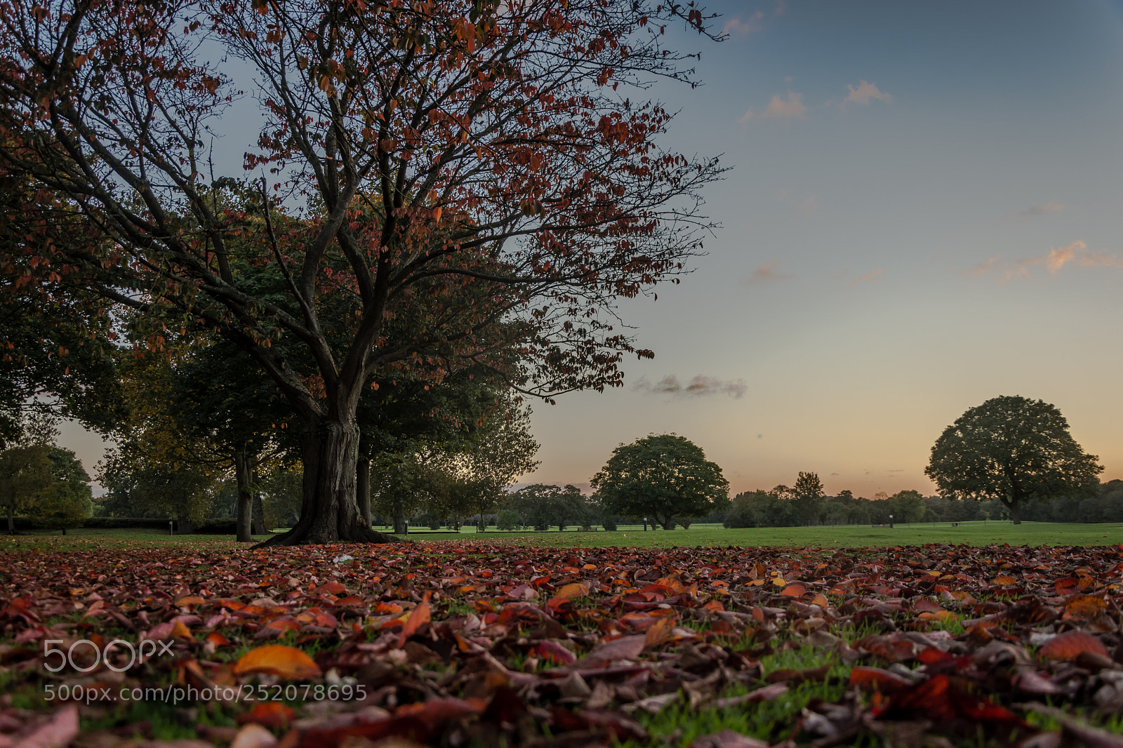 Nikon D7200 sample photo. Autumn at malahide castle photography