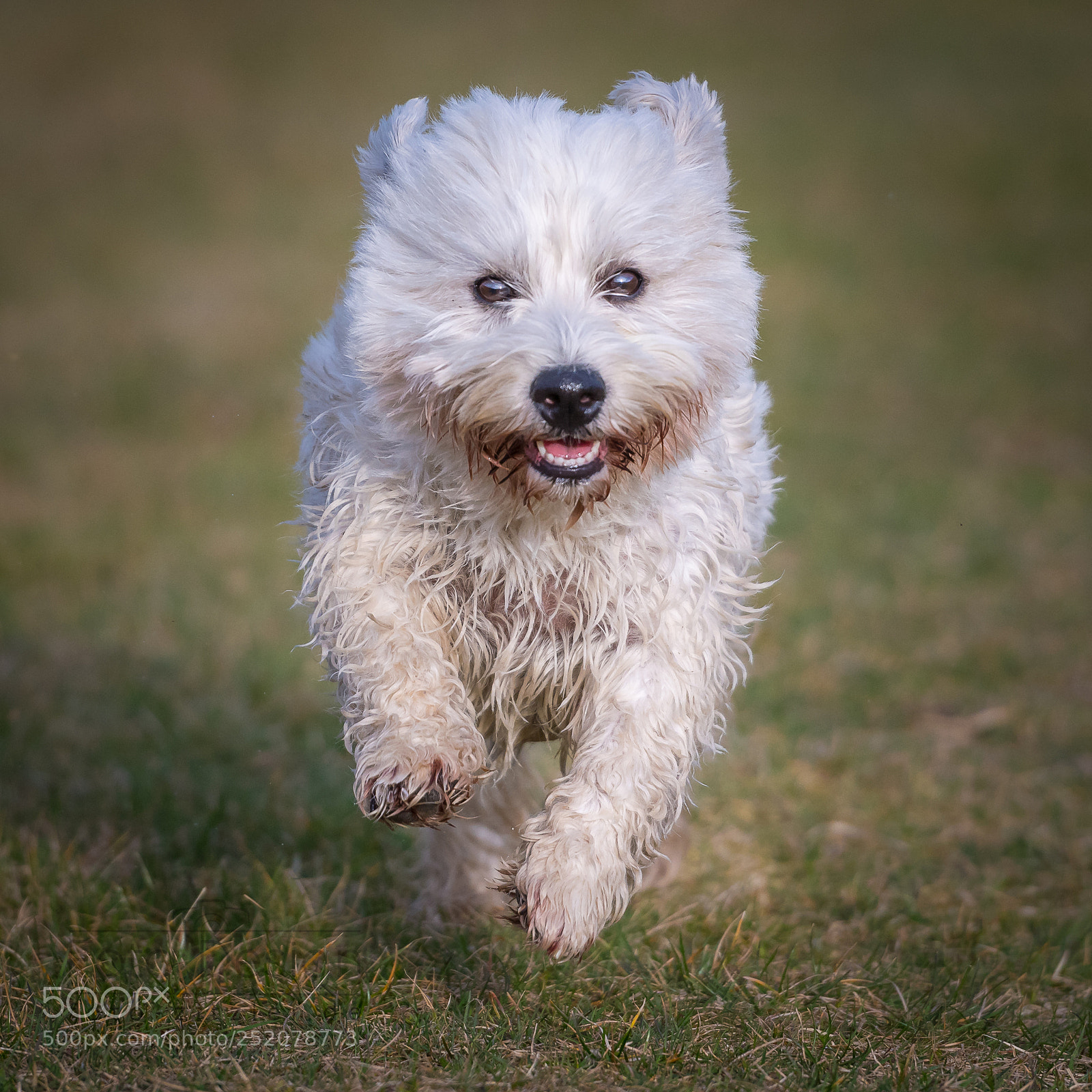 Nikon D850 sample photo. Running westie photography
