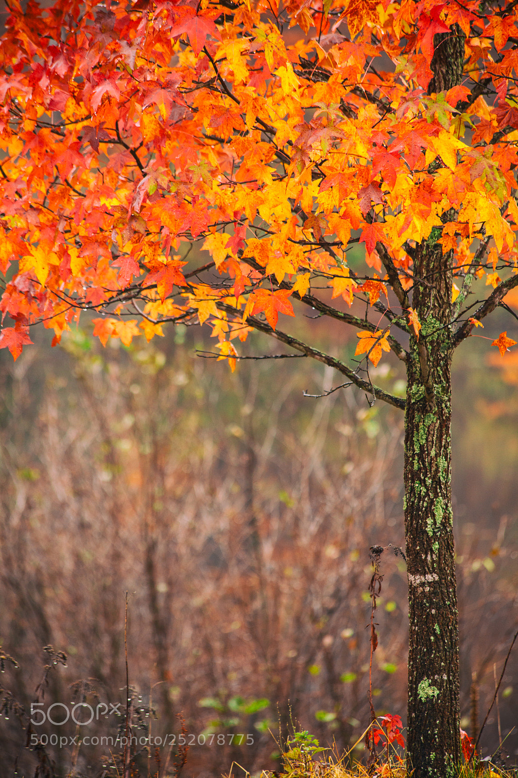 Canon EOS 5D Mark II sample photo. Autumn in connecticut photography