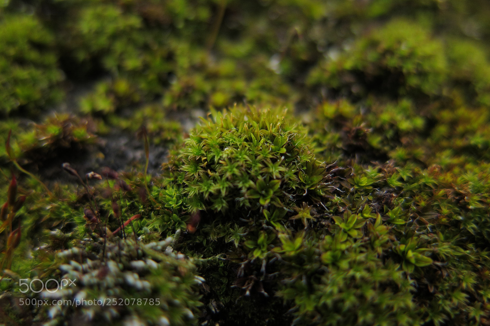Canon PowerShot G16 sample photo. Musgo/moss photography