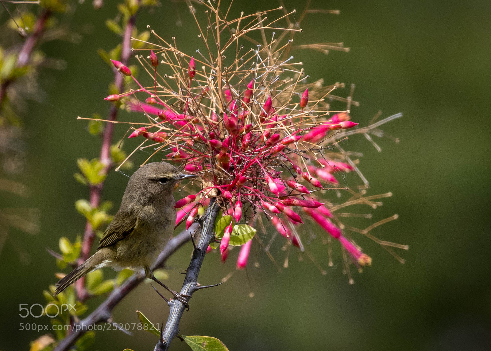 Nikon D500 sample photo. Fusia photography