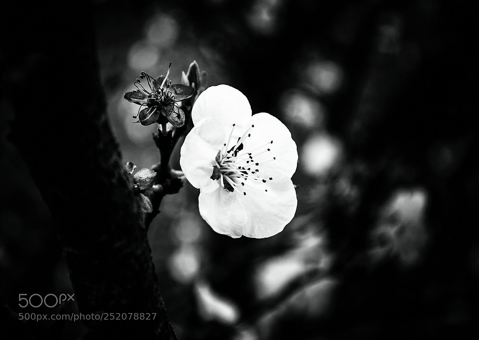 Nikon D3100 sample photo. The flower of hope photography