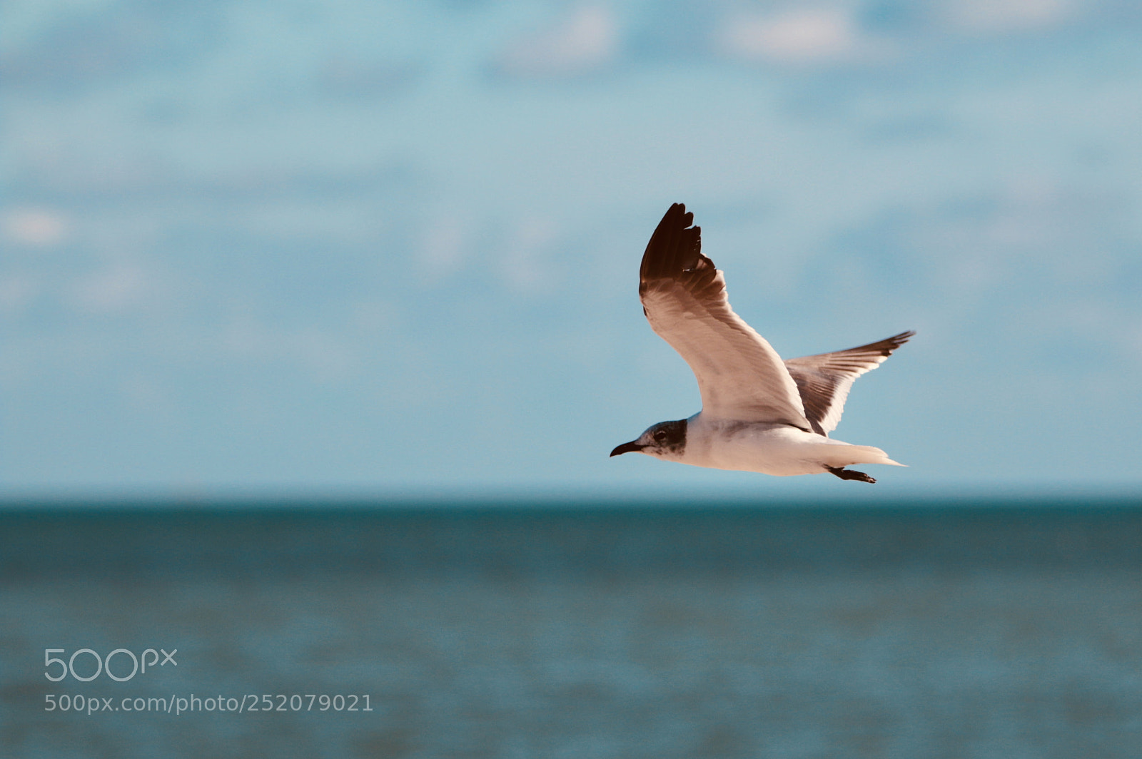 Canon EOS 70D sample photo. Florida keys photography