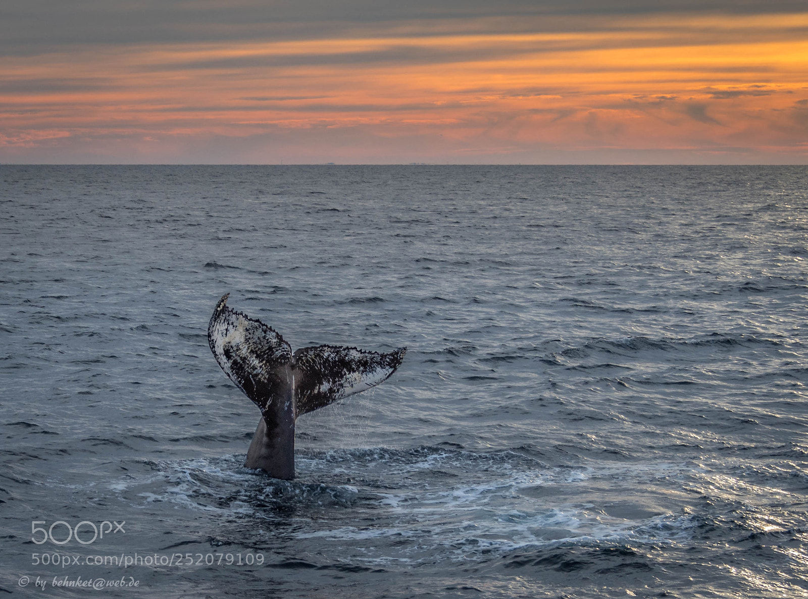 Olympus OM-D E-M5 II sample photo. Humpback whale photography