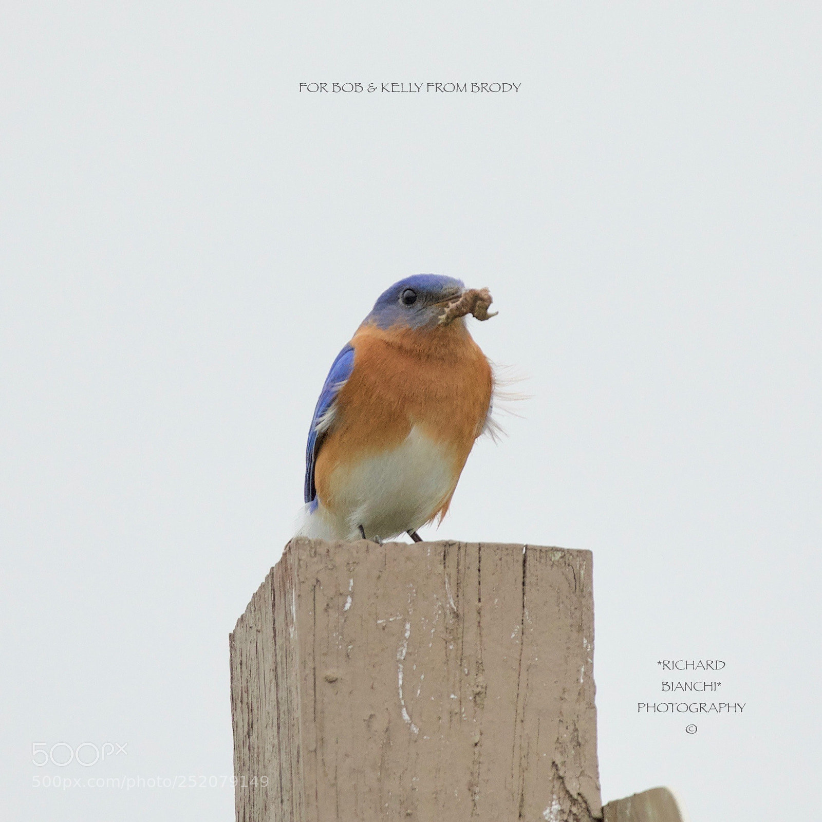 Canon EOS 5D Mark IV sample photo. Nesting bluebirds at koehne photography