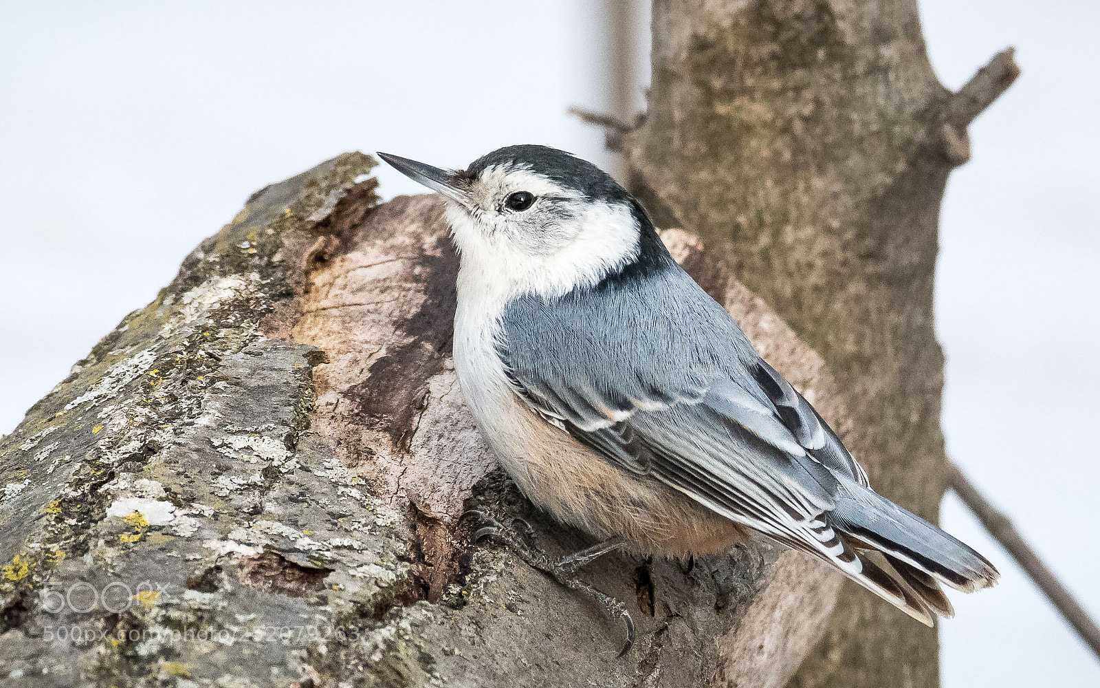 Nikon D500 sample photo. Waiting for spring photography
