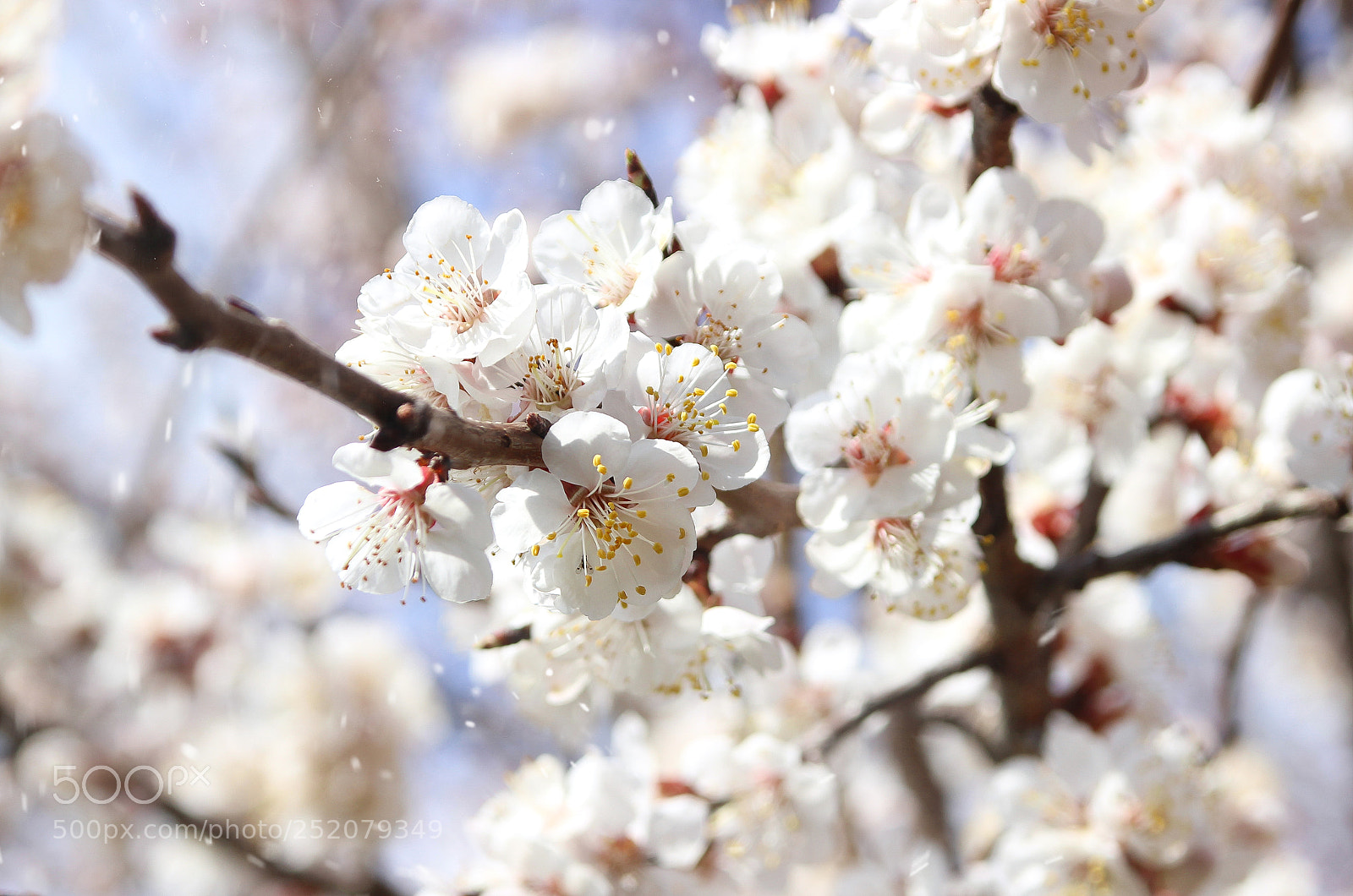 Canon EOS 600D (Rebel EOS T3i / EOS Kiss X5) sample photo. Flowering fruit tree photography