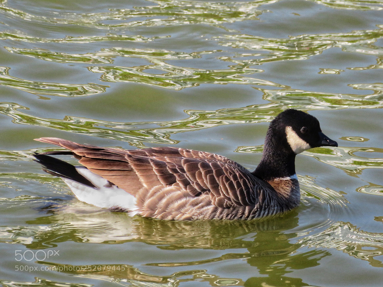 Canon PowerShot SX720 HS sample photo. Cackling goose photography