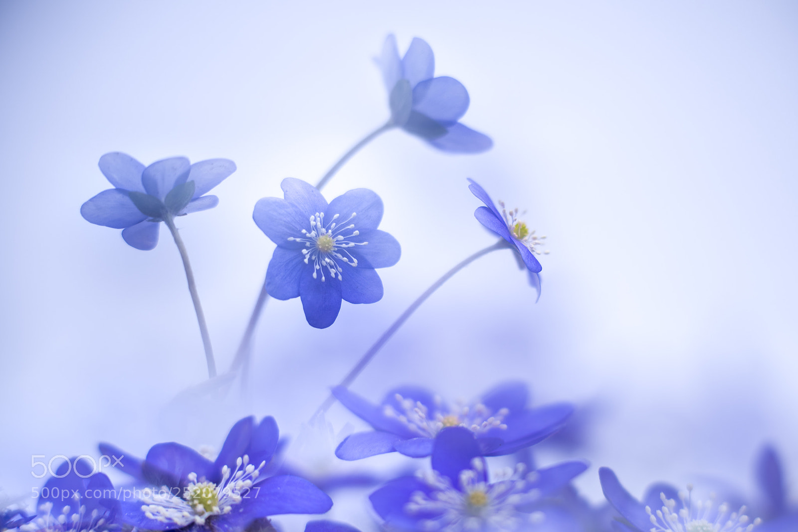 Nikon D810 sample photo. Hepatica. photography