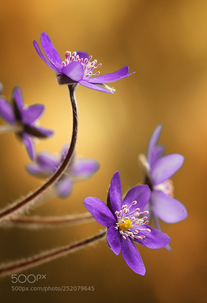 Canon EOS 5D Mark II sample photo. Hepatica nobilis photography