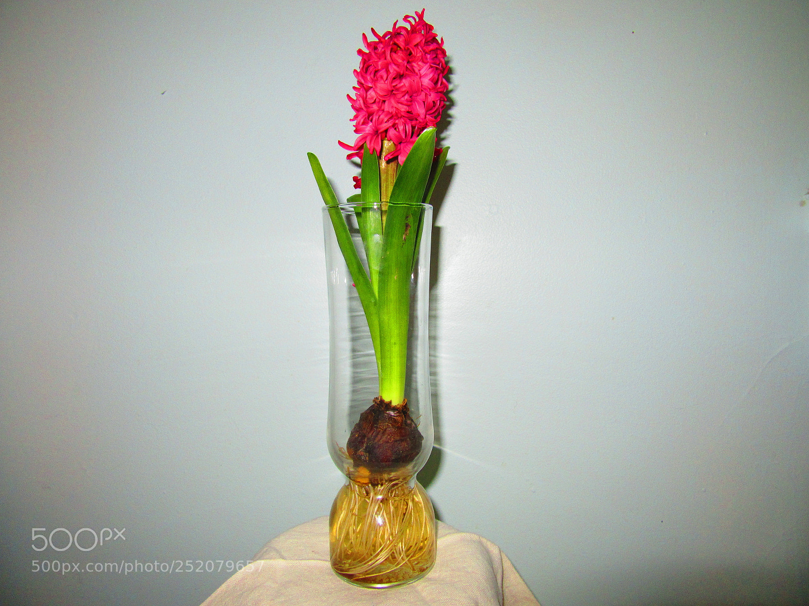 Canon PowerShot SX610 HS sample photo. Hydroponic flower photography