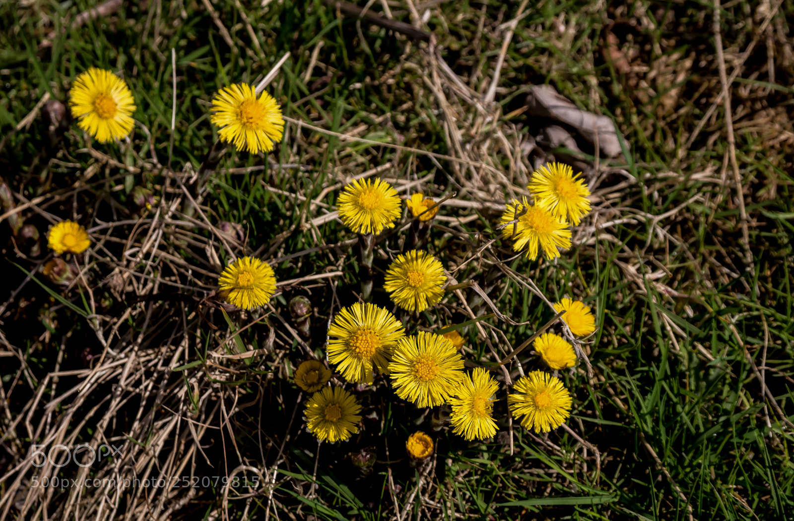 Canon EOS 70D sample photo. Yellow bunch of daisies photography