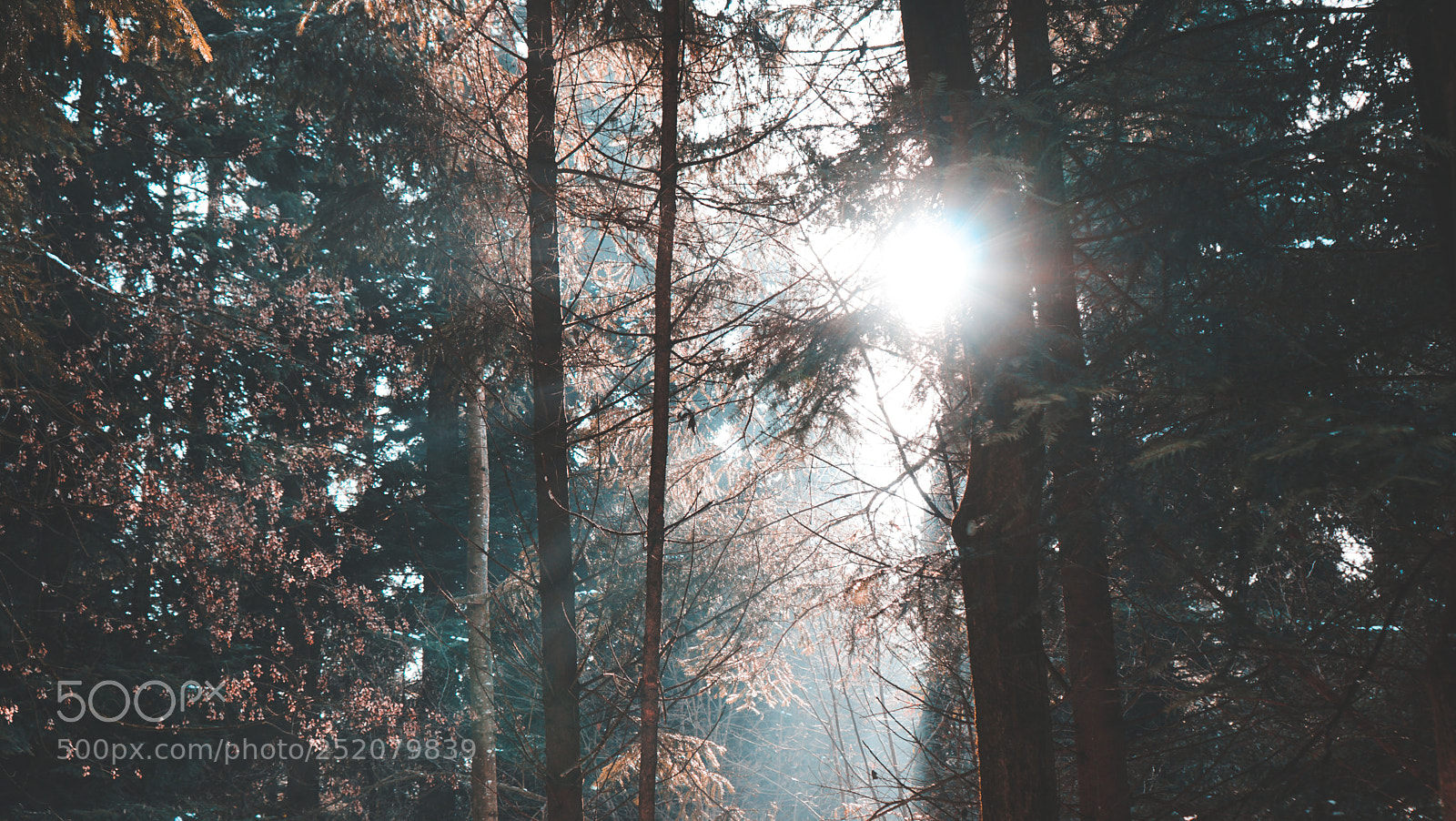 Sony a6300 sample photo. Sunshine photography