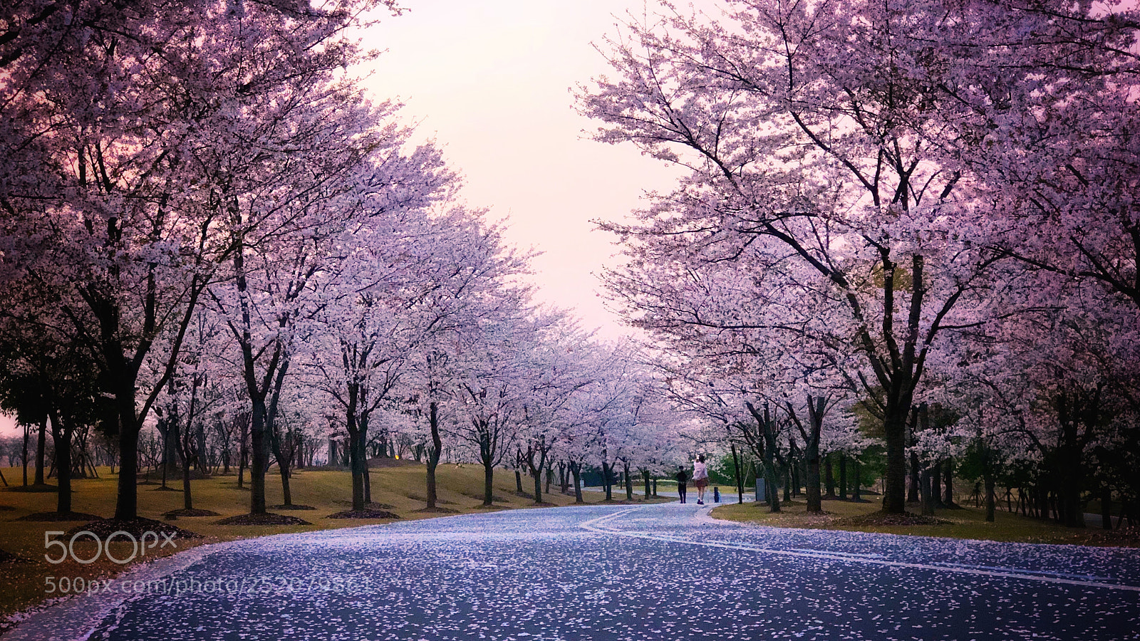 Apple iPhone 8 Plus sample photo. A rain of cherry photography