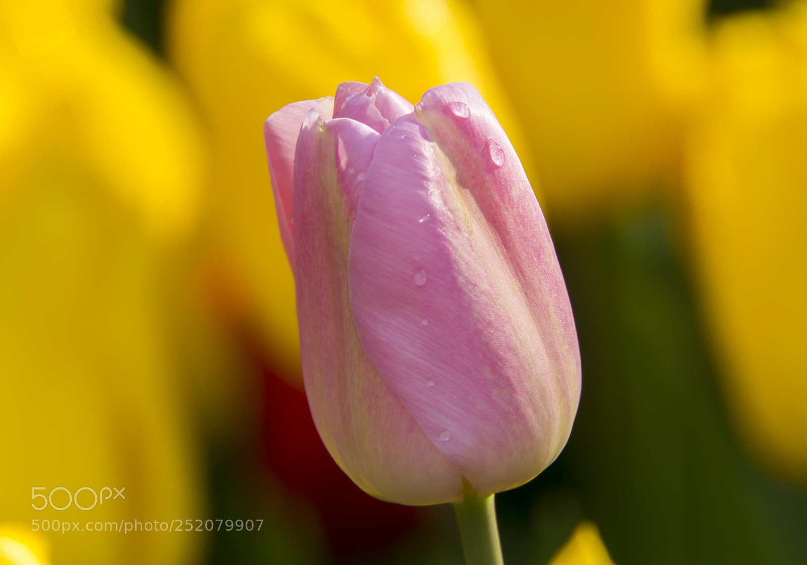 Sony a6000 sample photo. Pink on yellow photography