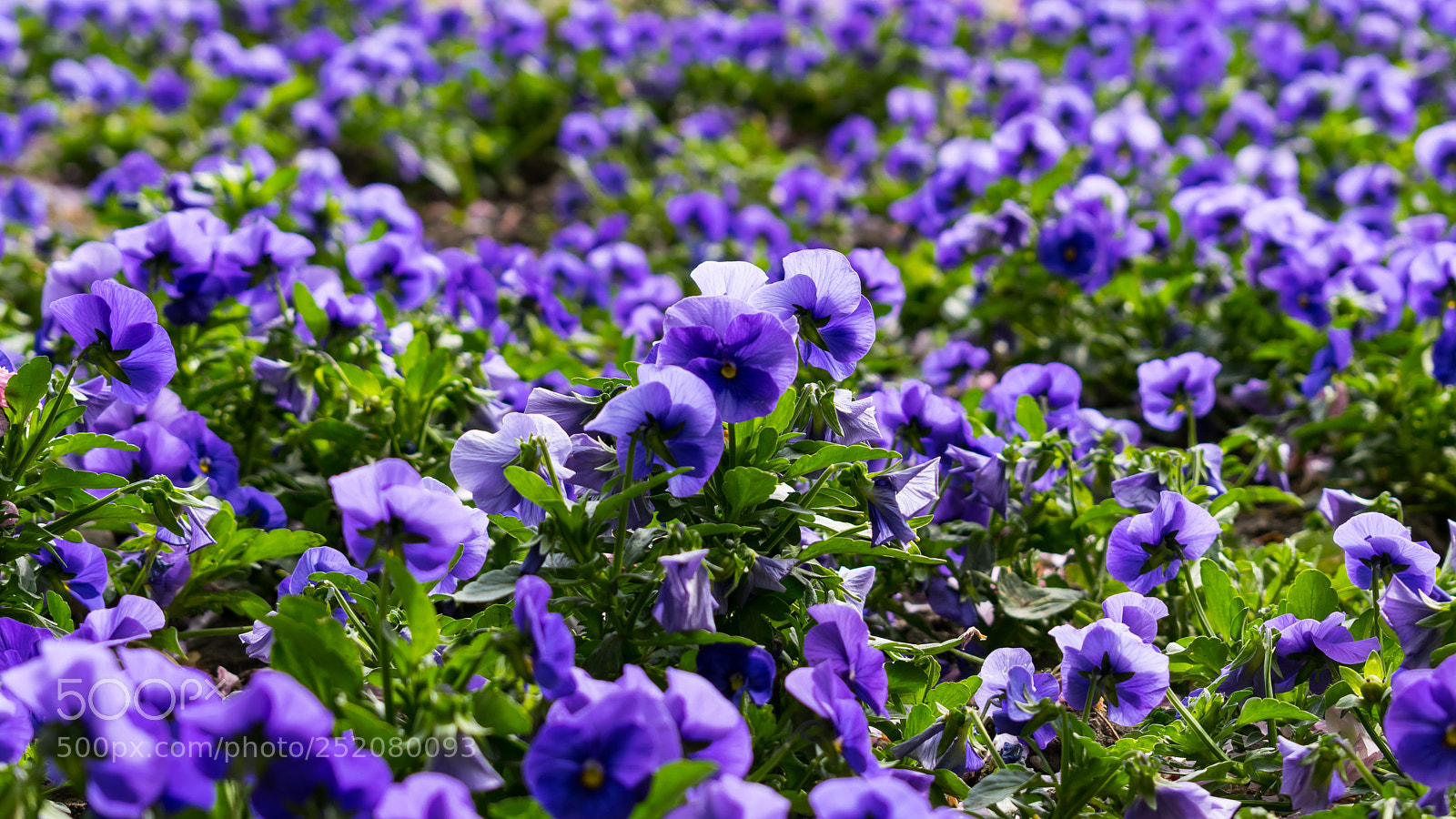 Nikon D3300 sample photo. Flowers of spring photography