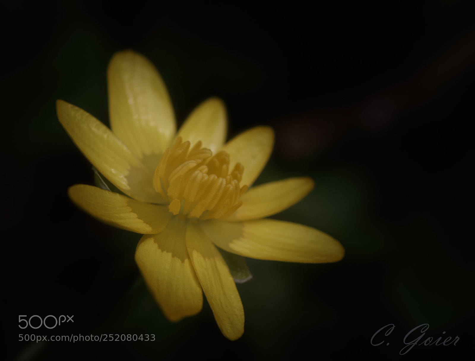 Canon EOS 77D (EOS 9000D / EOS 770D) sample photo. Soft blossom photography