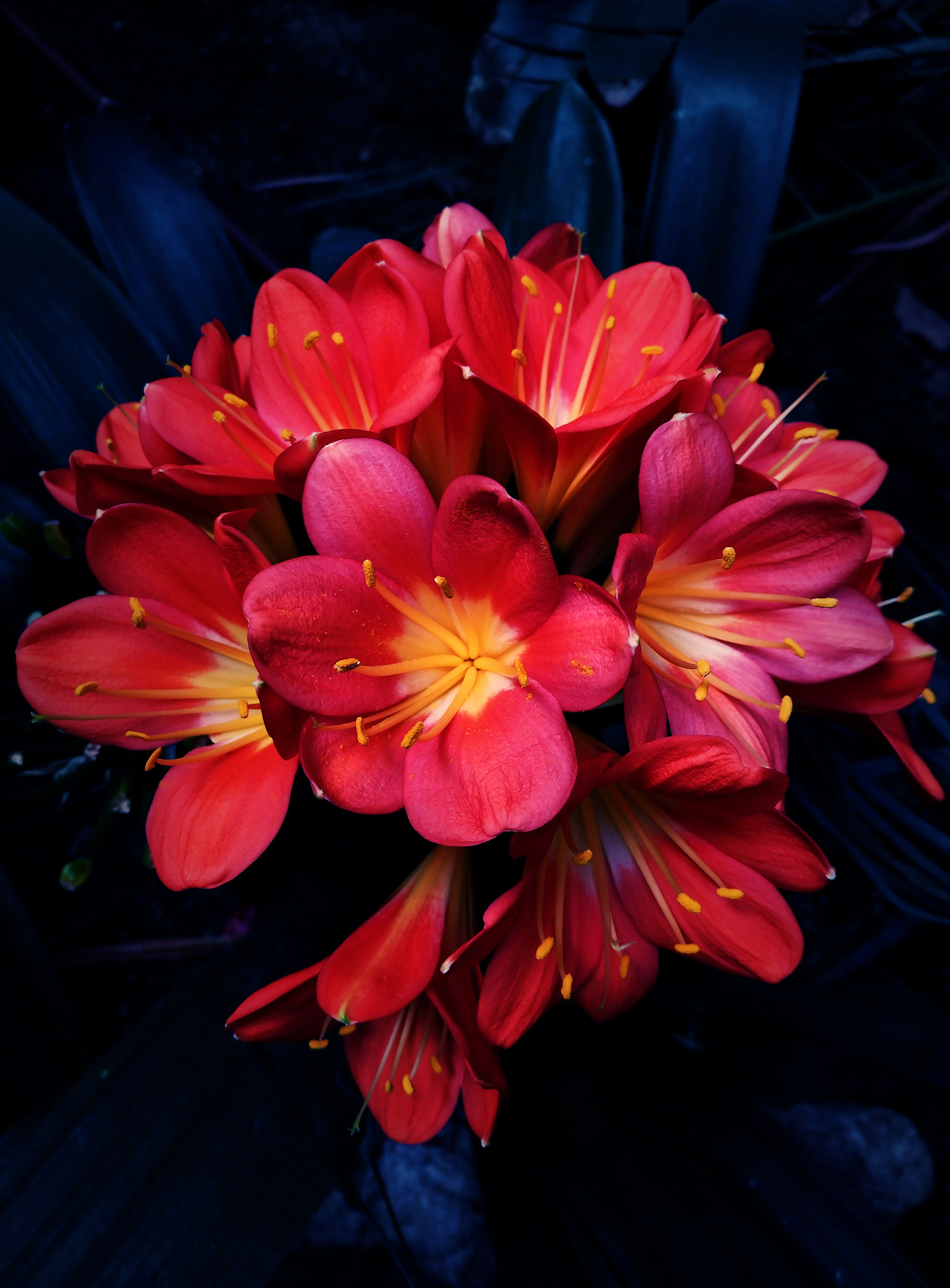 ASUS ZenFone 3 (ZE520KL) sample photo. Red flowers photography