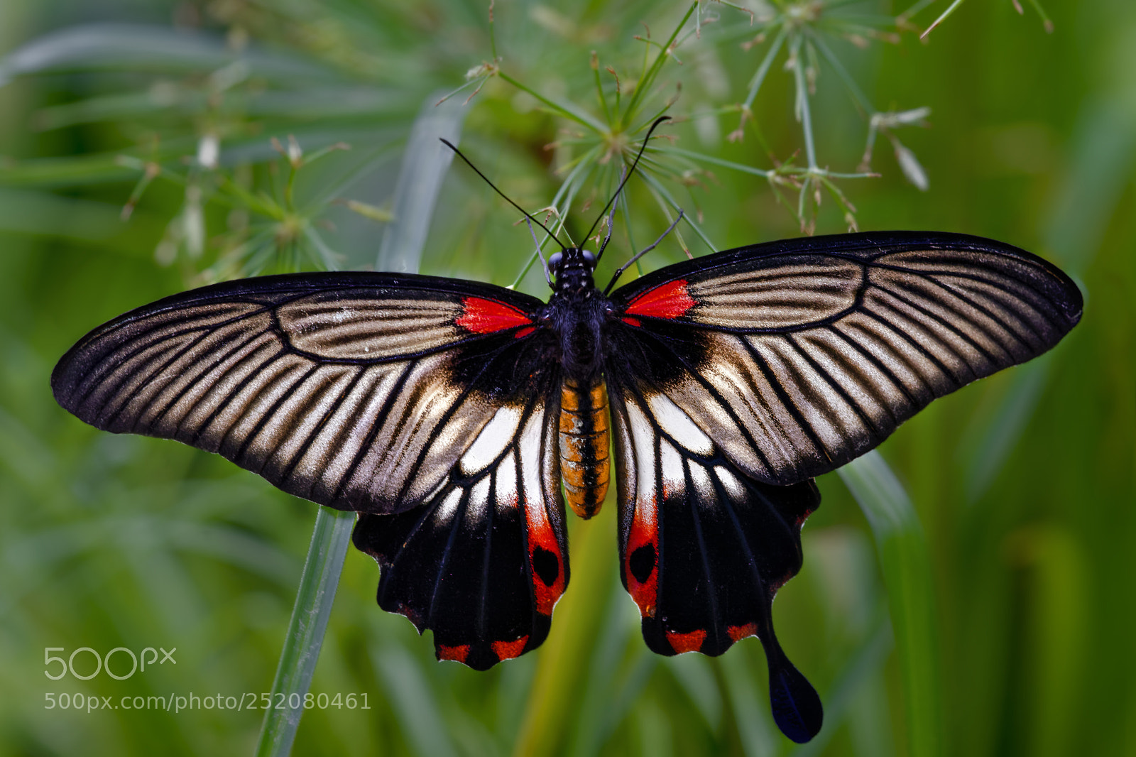 Sony a7 II sample photo. Papilio memnon photography