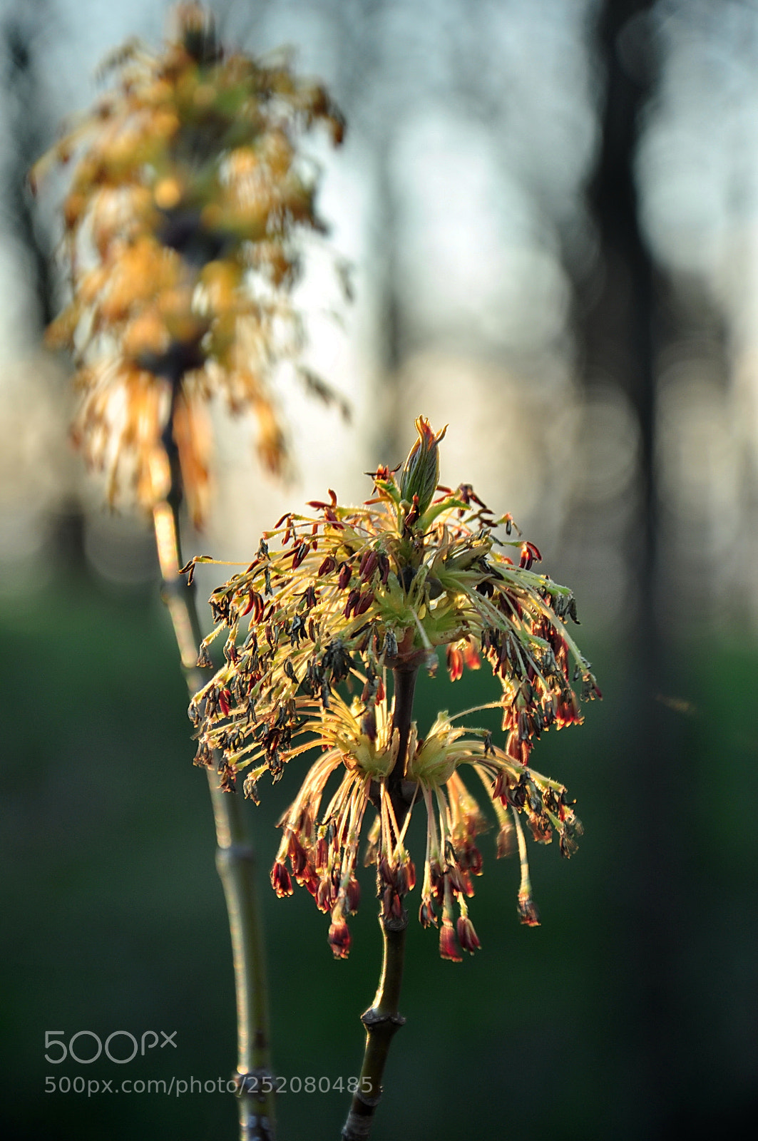 Nikon D90 sample photo. Springtime photography