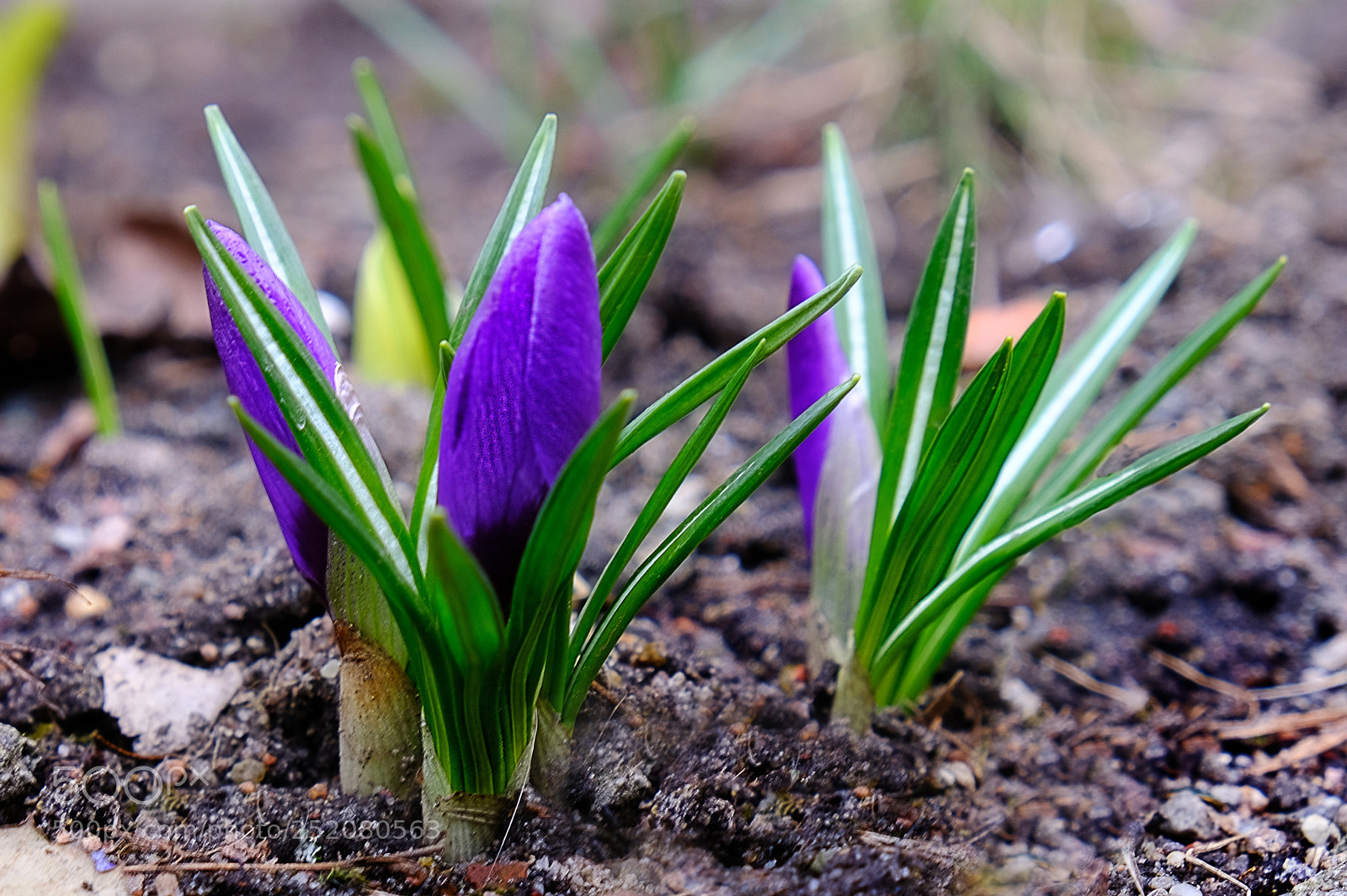 Fujifilm X-T20 sample photo. Buds of crocuses photography