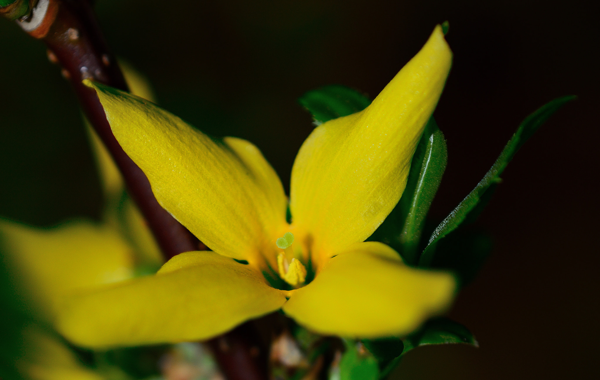 Nikon AF-S DX Micro Nikkor 40mm F2.8 sample photo. * forsythia * photography