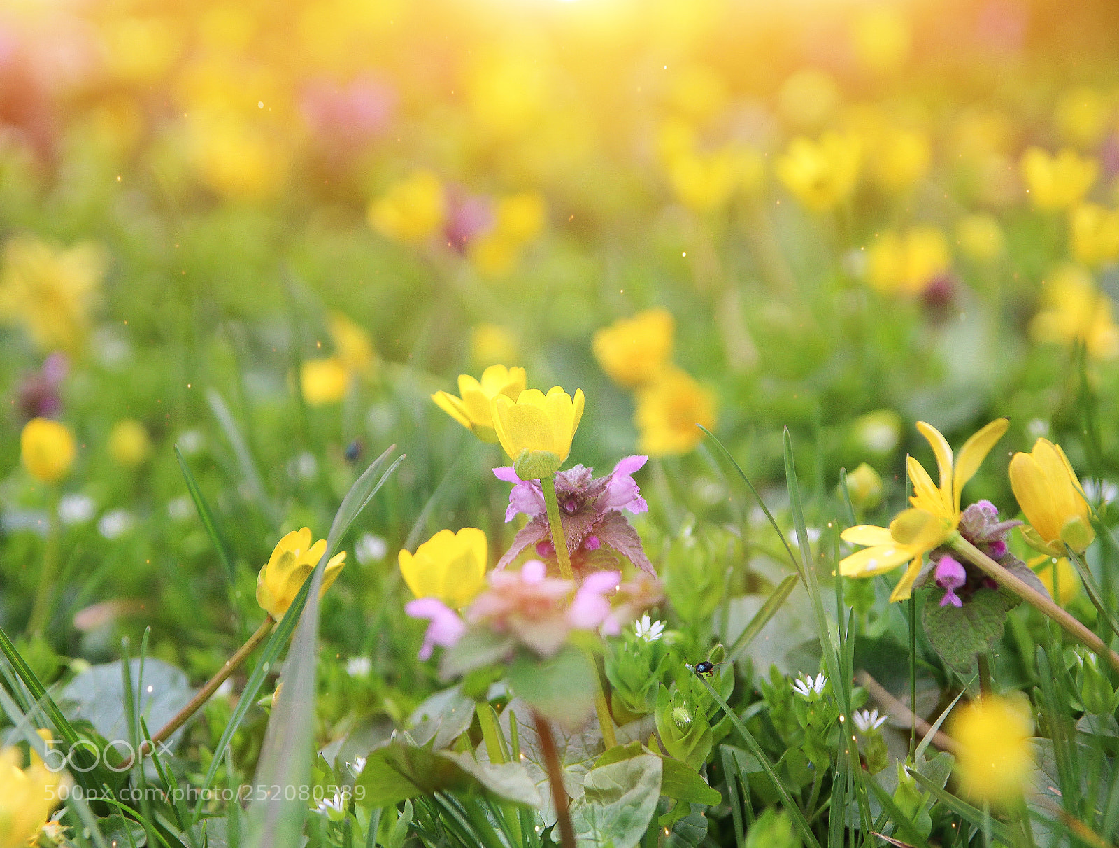 Canon EOS 600D (Rebel EOS T3i / EOS Kiss X5) sample photo. Flower clearing photography