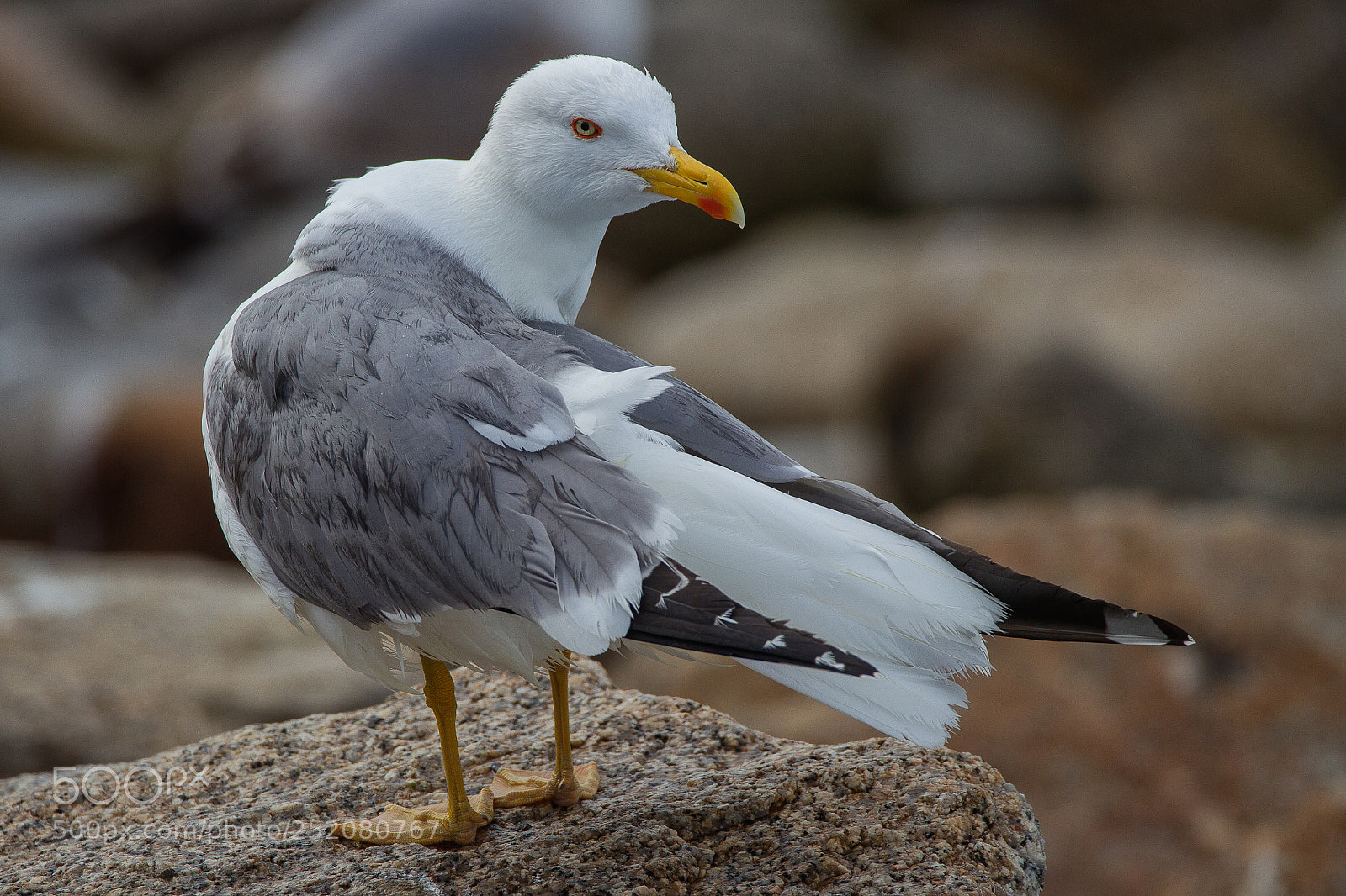 Canon EOS-1D Mark IV sample photo. Look photography