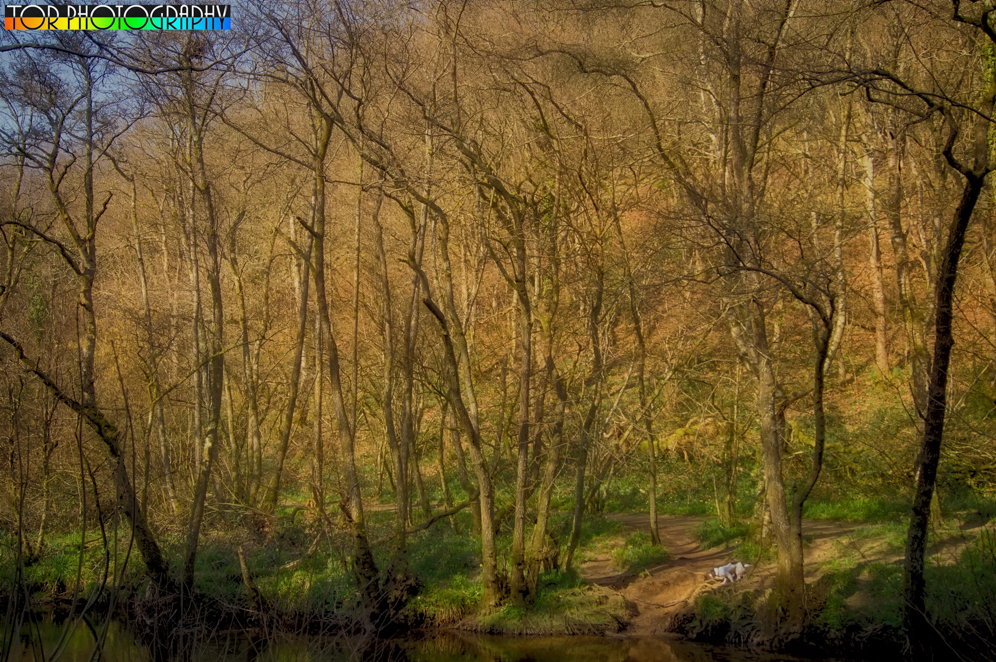 Sony SLT-A35 sample photo. Dunsford wood photography