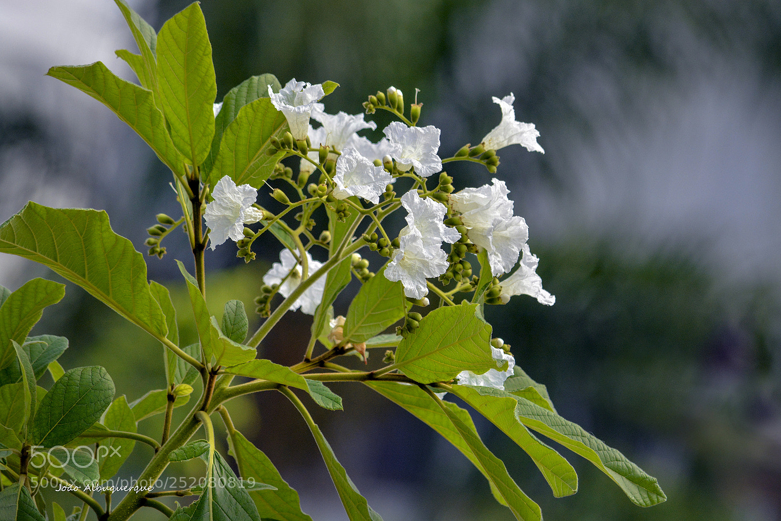 Nikon D5200 sample photo. Bunch of flowers photography