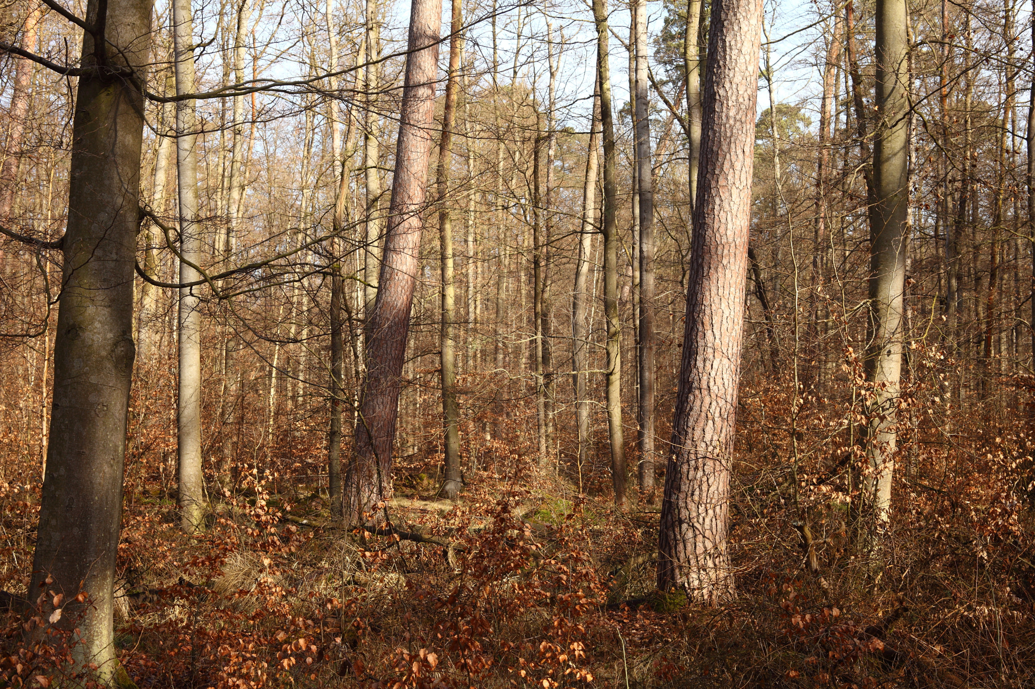 Canon EOS 5D Mark II + Canon EF 28-80mm f/3.5-5.6 sample photo. Morning light photography