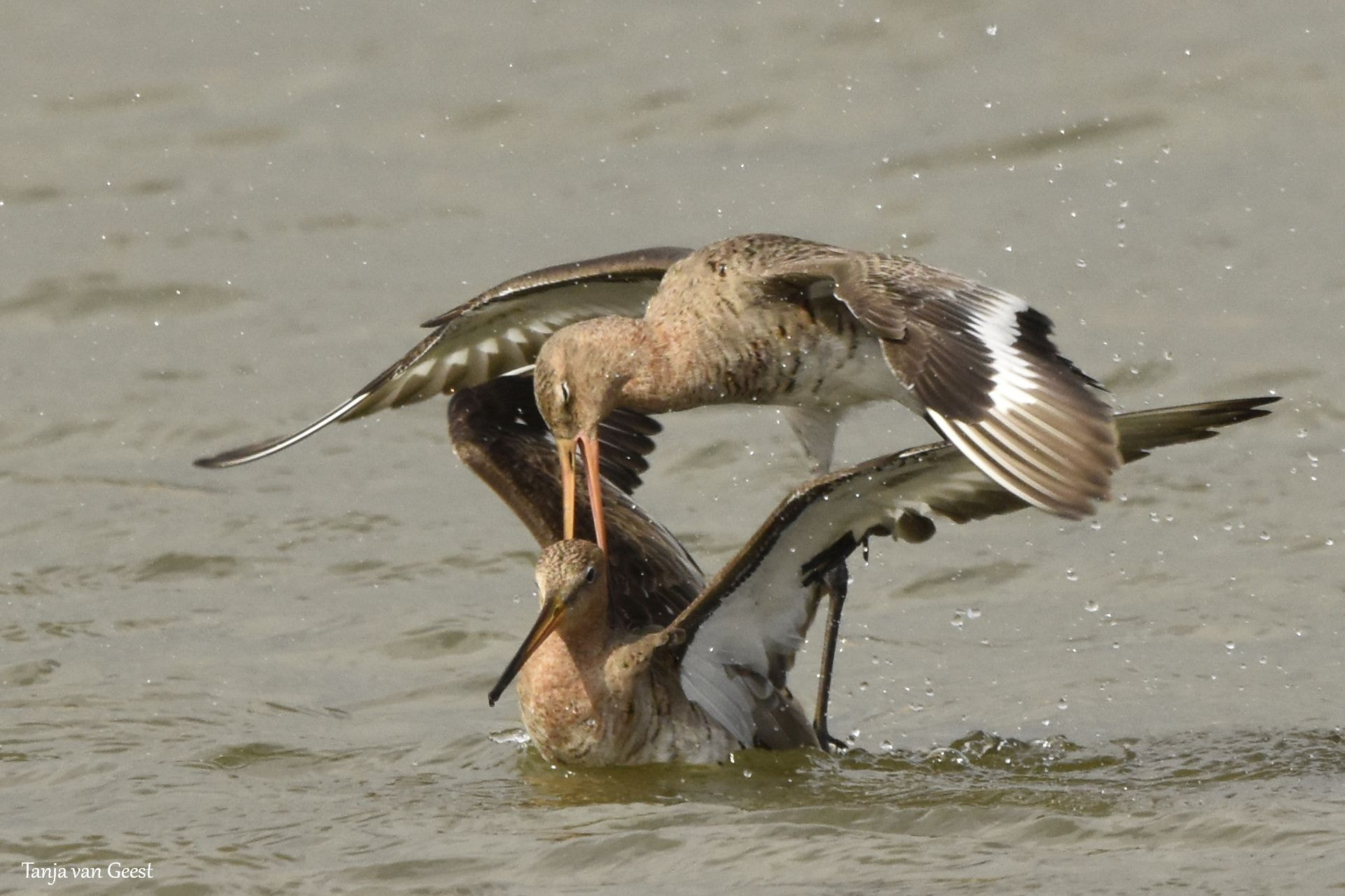 Sigma 150-600mm F5-6.3 DG OS HSM | C sample photo. Love is in the air photography
