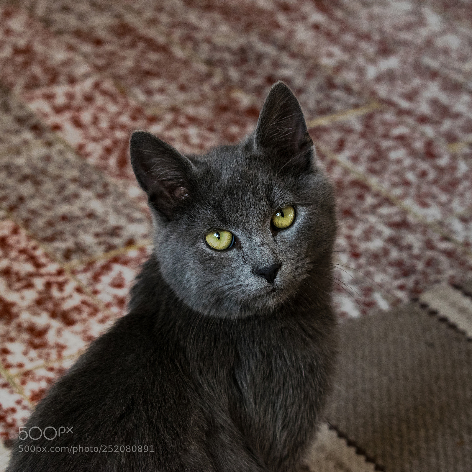 Nikon D3300 sample photo. Serious cat photography
