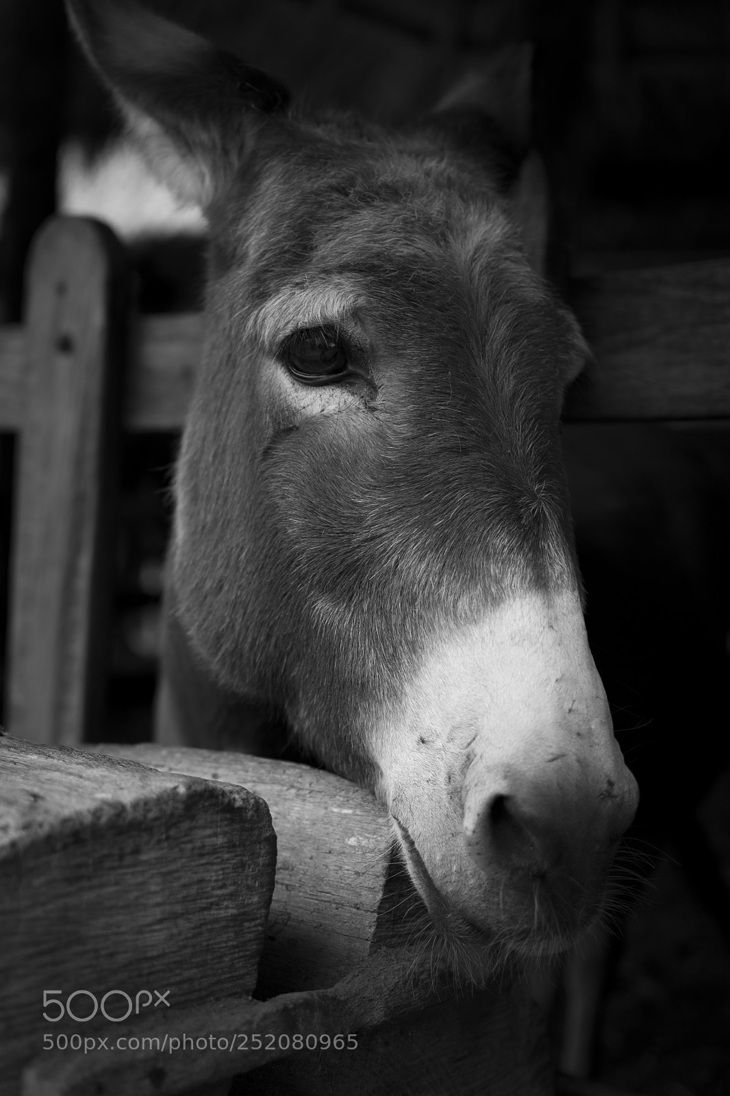 Nikon D7200 sample photo. Mule photography