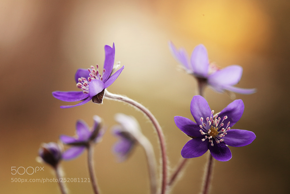 Canon EOS 5D Mark II sample photo. Hepatica nobilis photography