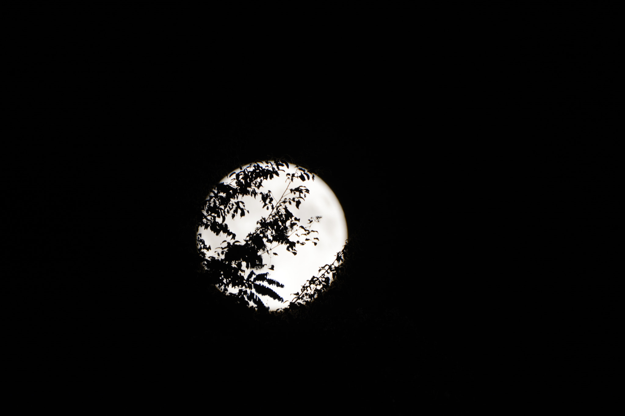 Nikon D5200 sample photo