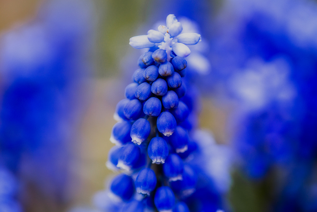 blue by Wolfgang Pronai on 500px.com