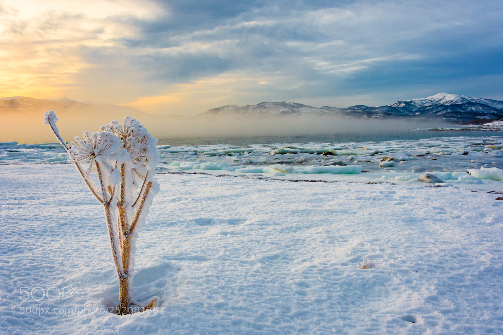 Nikon D500 sample photo. Arctic flower photography