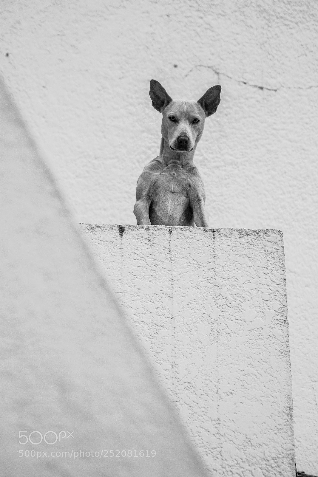 Canon EOS 60D sample photo. The neighbor dog photography