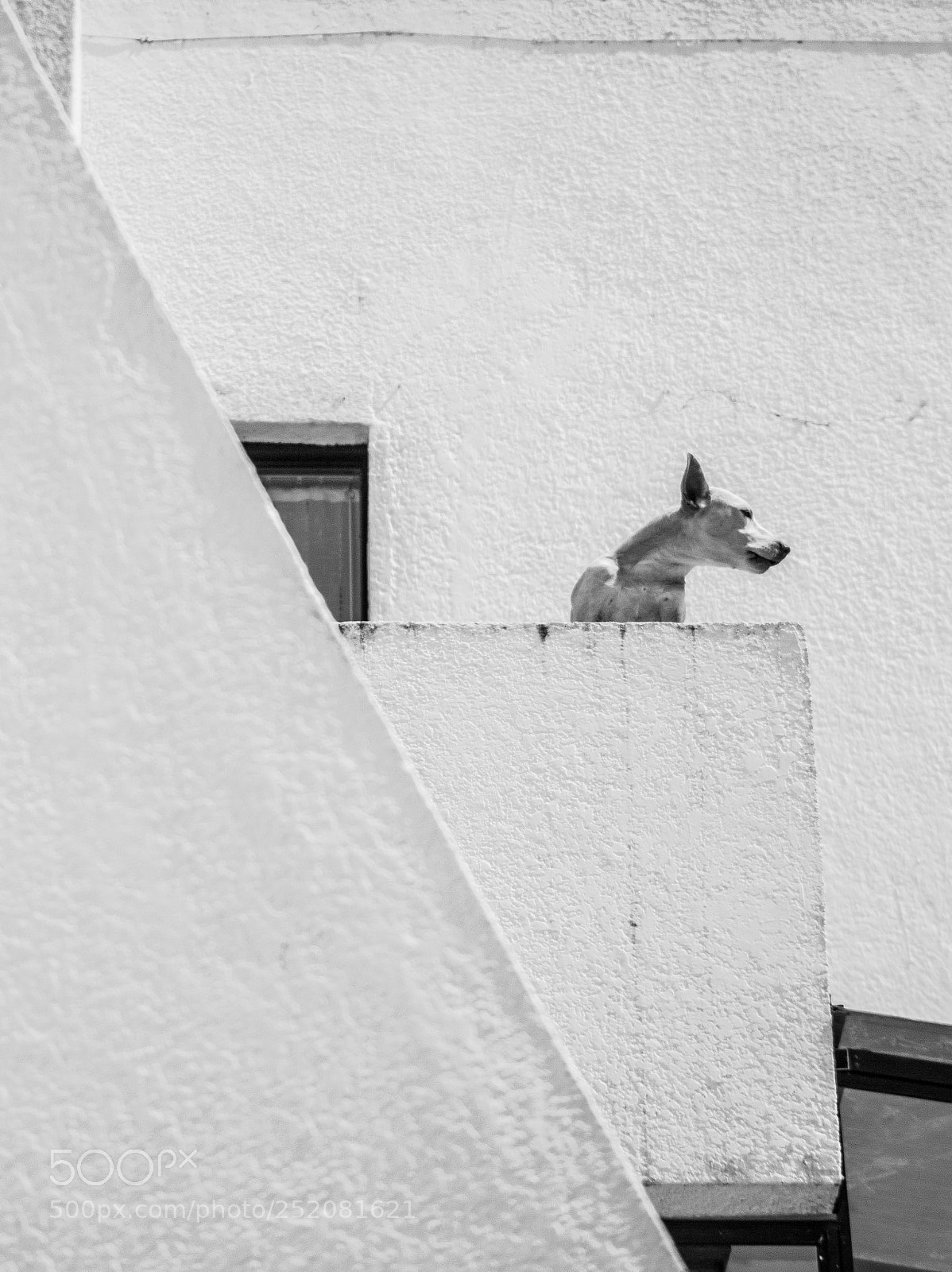 Canon EOS 60D sample photo. The neighbor dog photography