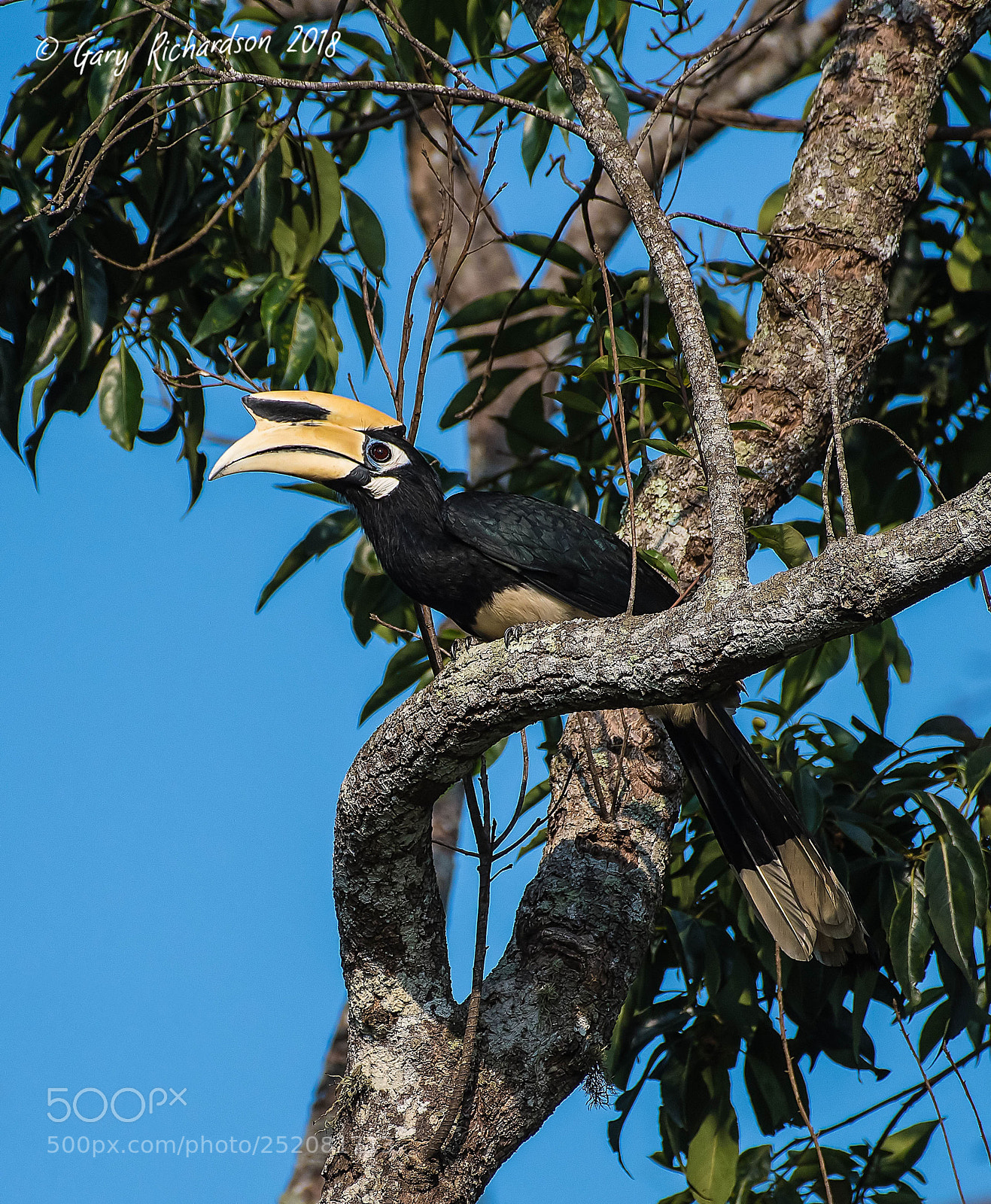 Nikon D500 sample photo. Oriental pied hornbill khao photography