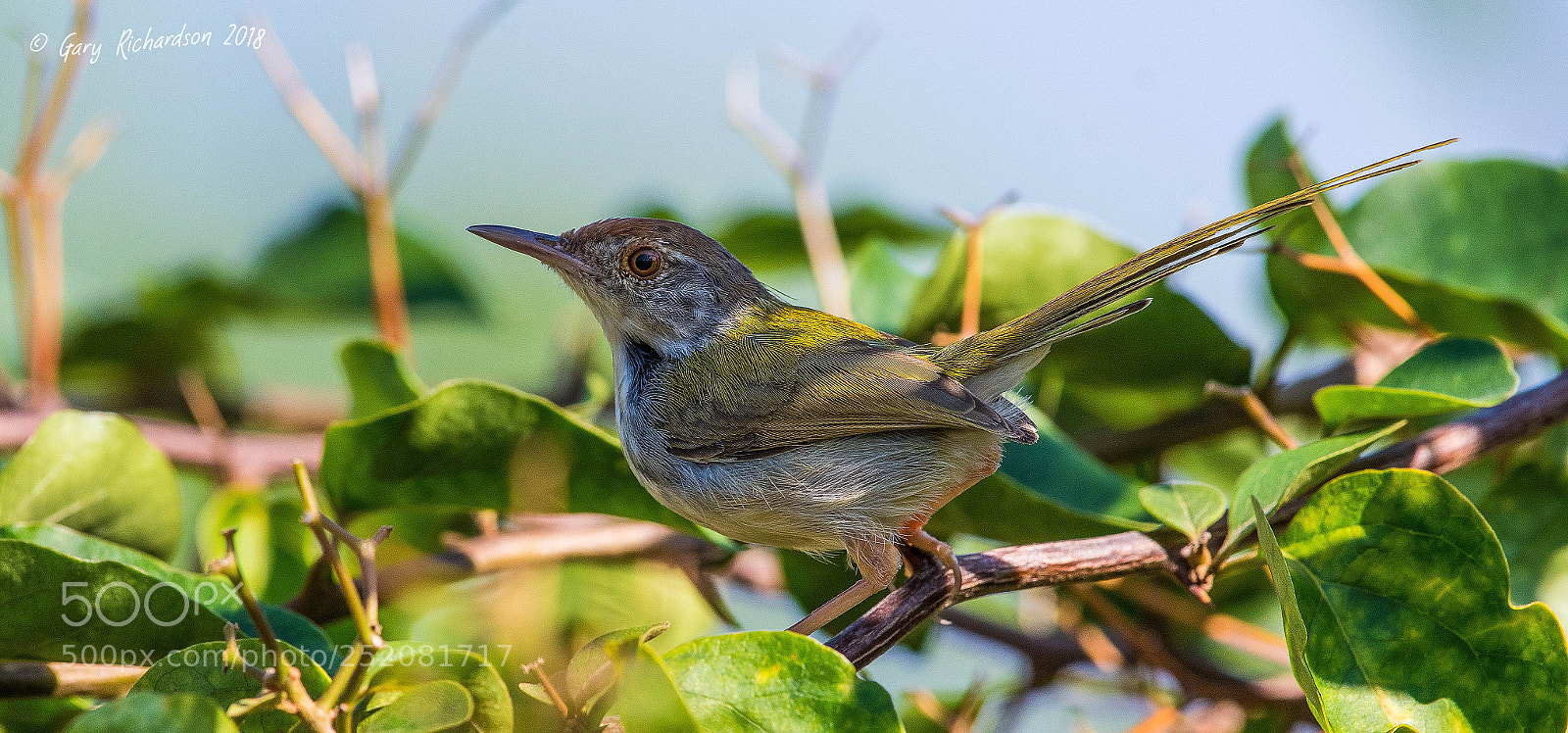 Nikon D500 sample photo. Common tailorbird pak chong photography