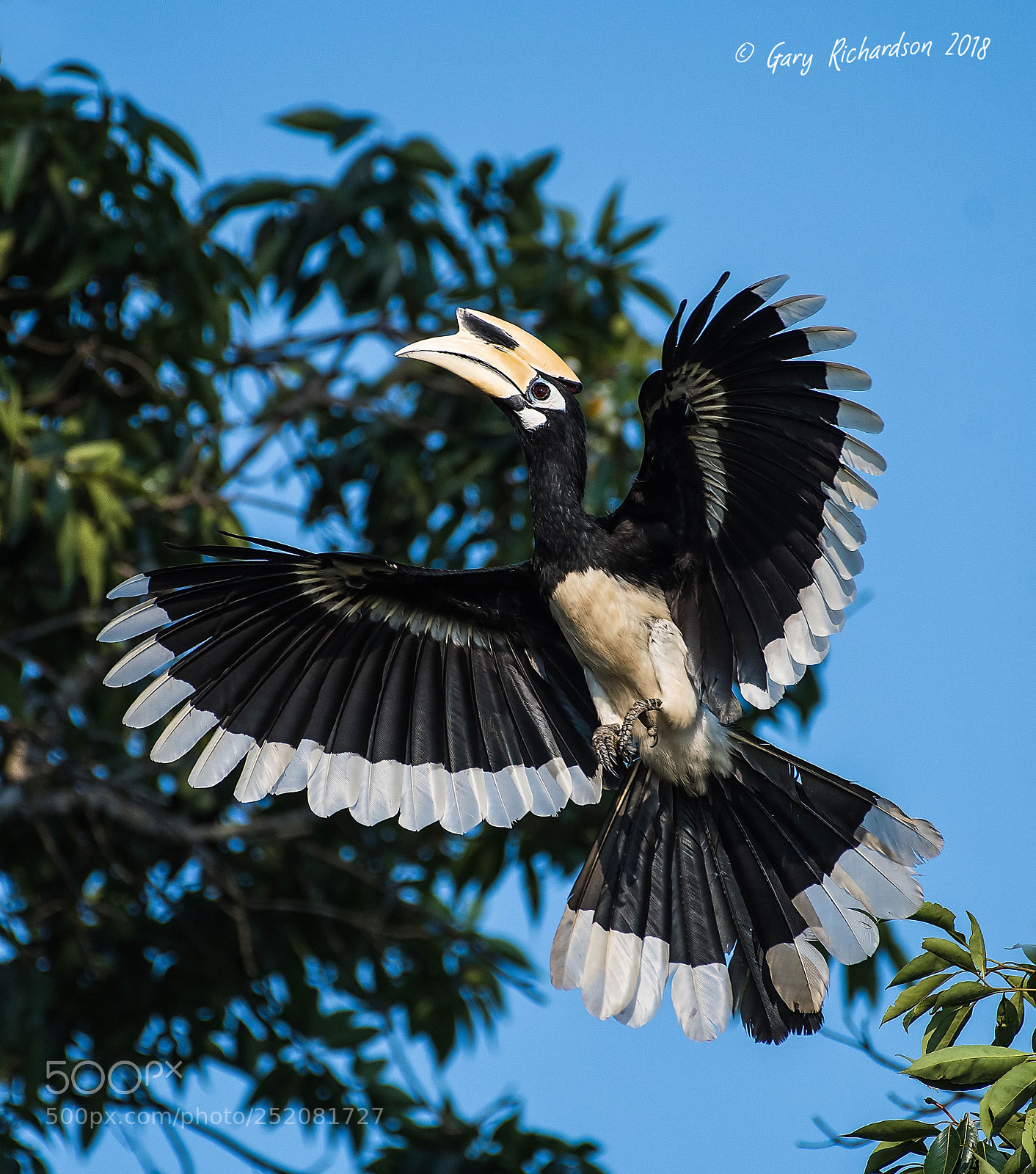 Nikon D500 sample photo. Oriental pied hornbill khao photography